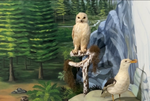 Foto de Museu de História Natural Mozart de Oliveira Vallim